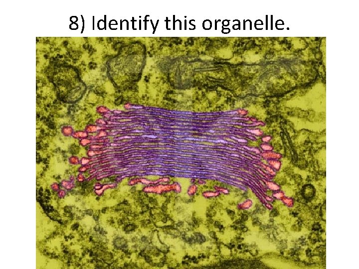 8) Identify this organelle. 