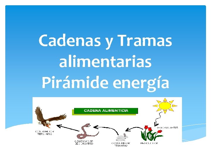 Cadenas y Tramas alimentarias Pirámide energía 