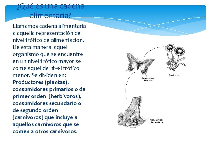¿Qué es una cadena alimentaria? Llamamos cadena alimentaria a aquella representación de nivel trófico