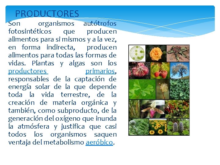 PRODUCTORES Son organismos autótrofos fotosintéticos que producen alimentos para si mismos y a la