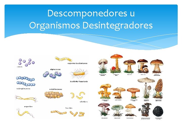 Descomponedores u Organismos Desintegradores 