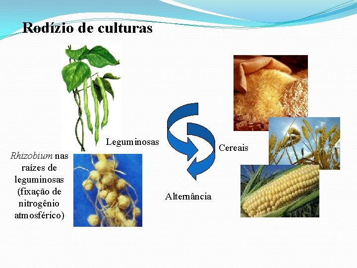 Rodízio de culturas Leguminosas Rhizobium nas raízes de leguminosas (fixação de nitrogênio atmosférico) Cereais