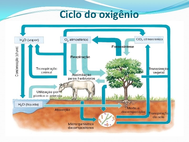 Ciclo do oxigênio 