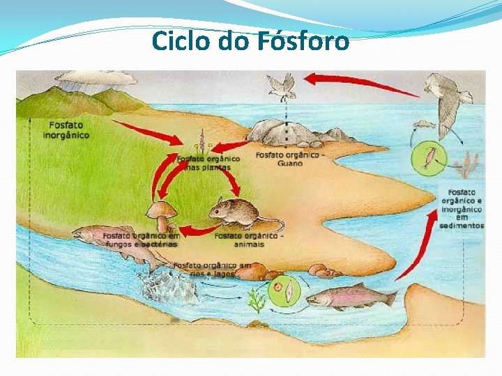 Ciclo do Fósforo 