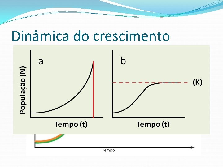 Dinâmica do crescimento 