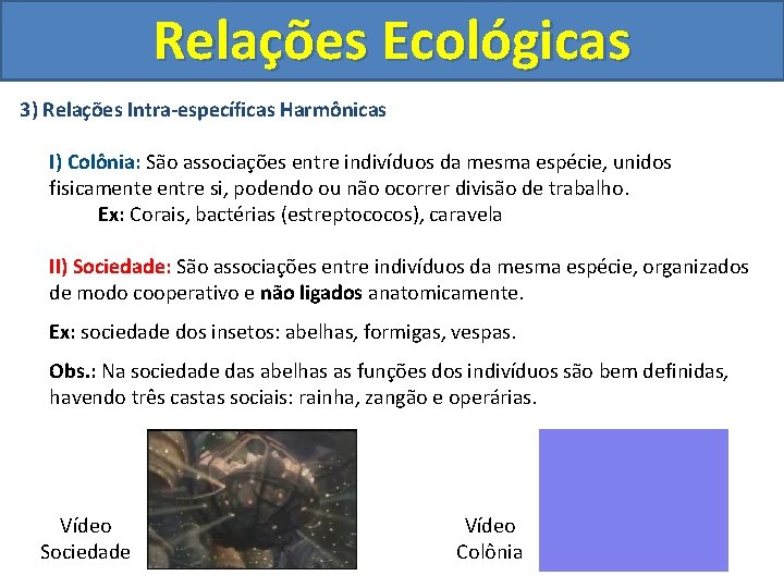 Relações Ecológicas 3) Relações Intra-específicas Harmônicas I) Colônia: São associações entre indivíduos da mesma