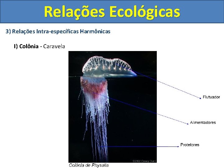 Relações Ecológicas 3) Relações Intra-específicas Harmônicas I) Colônia - Caravela 