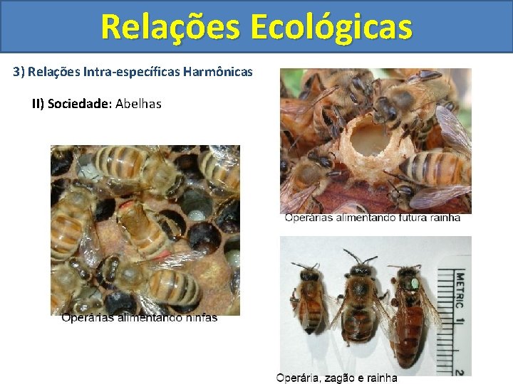 Relações Ecológicas 3) Relações Intra-específicas Harmônicas II) Sociedade: Abelhas 