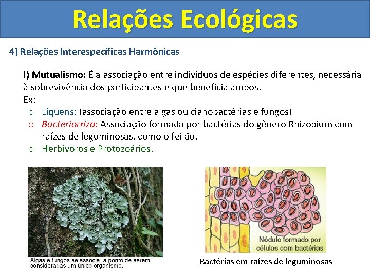 Relações Ecológicas 4) Relações Interespecíficas Harmônicas I) Mutualismo: É a associação entre indivíduos de