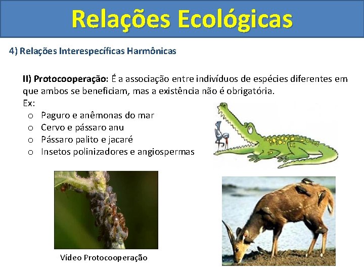 Relações Ecológicas 4) Relações Interespecíficas Harmônicas II) Protocooperação: É a associação entre indivíduos de