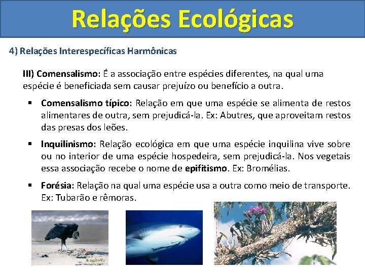 Relações Ecológicas 4) Relações Interespecíficas Harmônicas III) Comensalismo: É a associação entre espécies diferentes,
