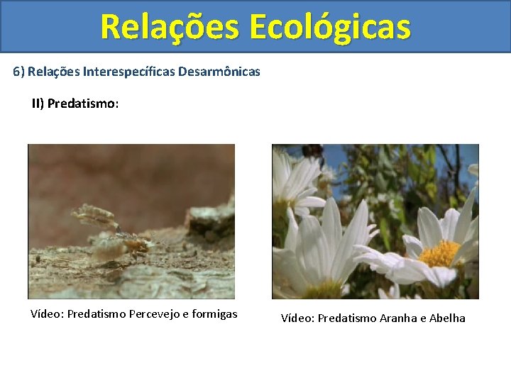 Relações Ecológicas 6) Relações Interespecíficas Desarmônicas II) Predatismo: Vídeo: Predatismo Percevejo e formigas Vídeo: