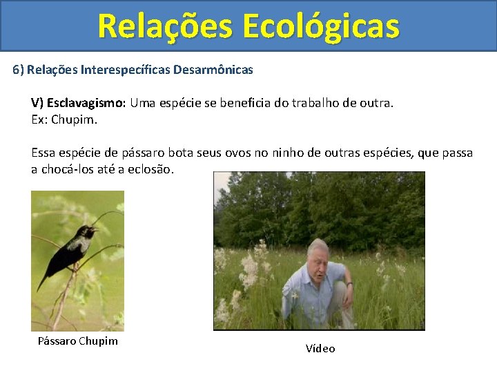 Relações Ecológicas 6) Relações Interespecíficas Desarmônicas V) Esclavagismo: Uma espécie se beneficia do trabalho