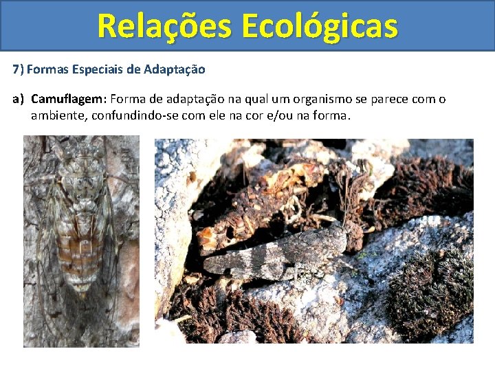 Relações Ecológicas 7) Formas Especiais de Adaptação a) Camuflagem: Forma de adaptação na qual