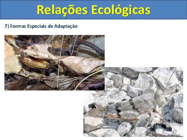 Relações Ecológicas 7) Formas Especiais de Adaptação 