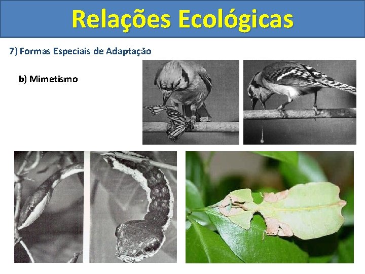 Relações Ecológicas 7) Formas Especiais de Adaptação b) Mimetismo 