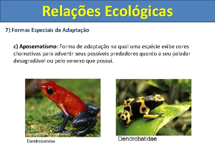 Relações Ecológicas 7) Formas Especiais de Adaptação c) Aposematismo: Forma de adaptação na qual