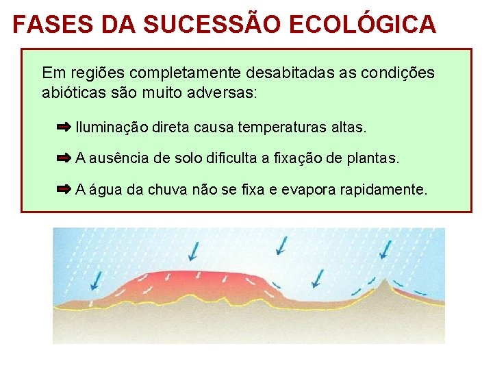 FASES DA SUCESSÃO ECOLÓGICA Em regiões completamente desabitadas as condições abióticas são muito adversas: