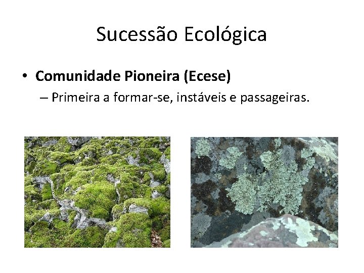 Sucessão Ecológica • Comunidade Pioneira (Ecese) – Primeira a formar-se, instáveis e passageiras. 