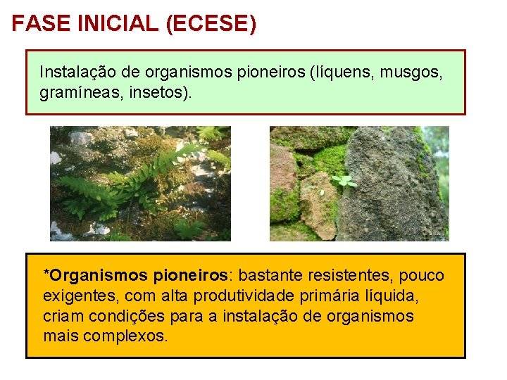 FASE INICIAL (ECESE) Instalação de organismos pioneiros (líquens, musgos, gramíneas, insetos). *Organismos pioneiros: bastante