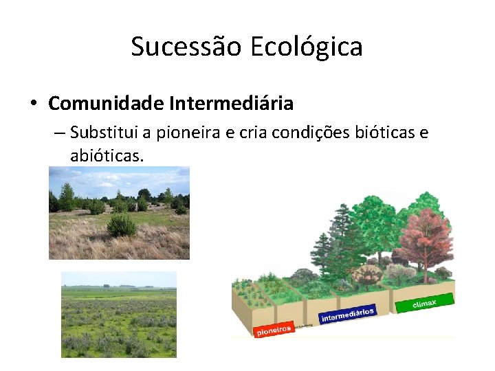 Sucessão Ecológica • Comunidade Intermediária – Substitui a pioneira e cria condições bióticas e