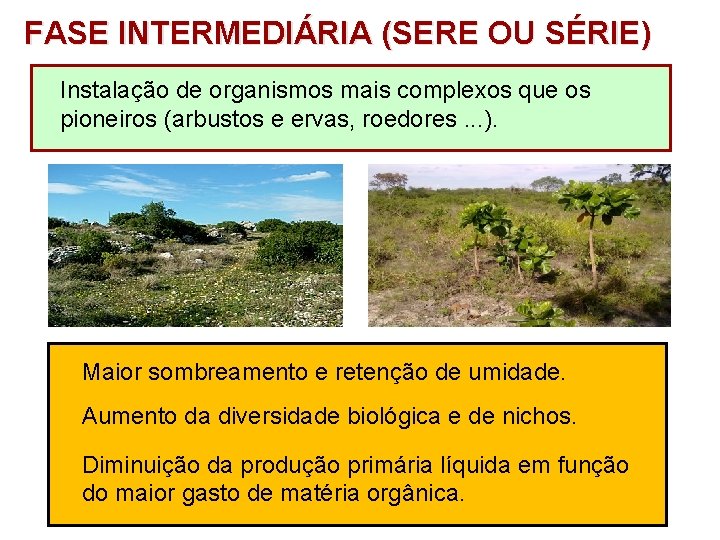 FASE INTERMEDIÁRIA (SERE OU SÉRIE) Instalação de organismos mais complexos que os pioneiros (arbustos