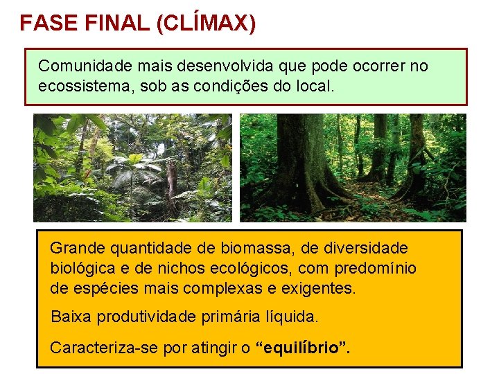 FASE FINAL (CLÍMAX) Comunidade mais desenvolvida que pode ocorrer no ecossistema, sob as condições