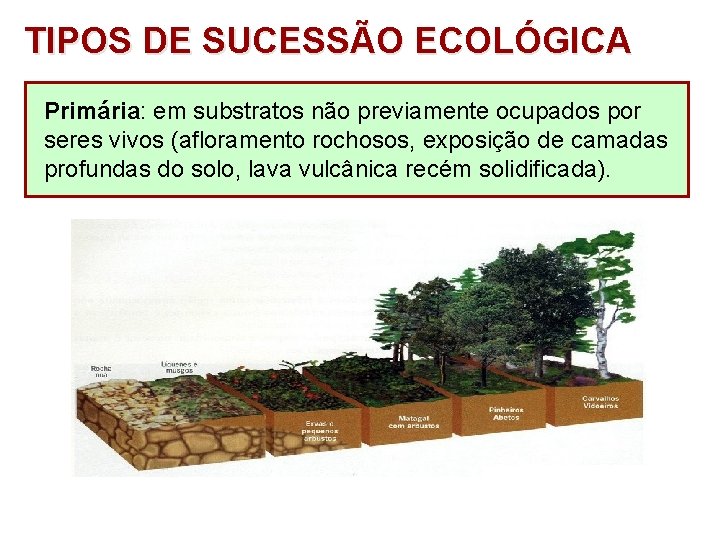 TIPOS DE SUCESSÃO ECOLÓGICA Primária: em substratos não previamente ocupados por seres vivos (afloramento