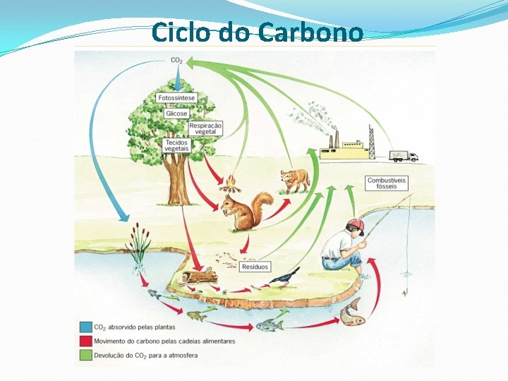 Ciclo do Carbono 