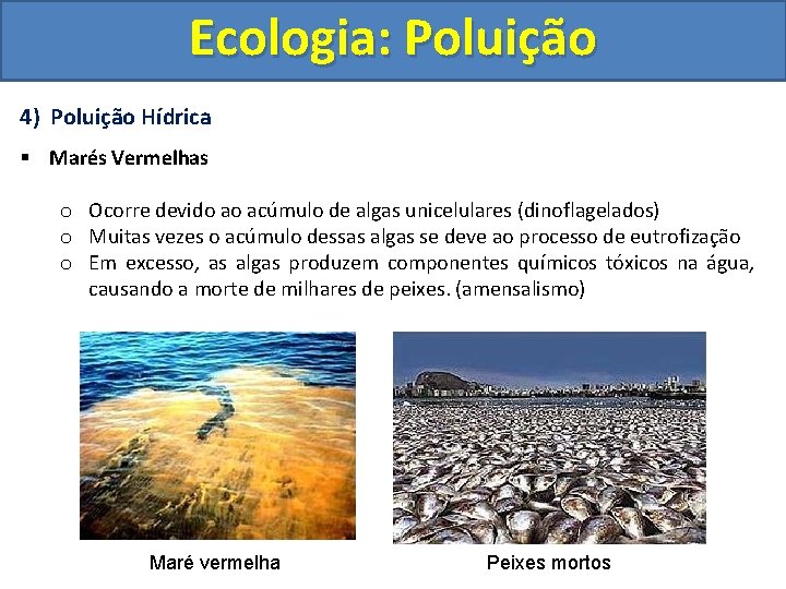 Ecologia: Poluição 4) Poluição Hídrica § Marés Vermelhas o Ocorre devido ao acúmulo de