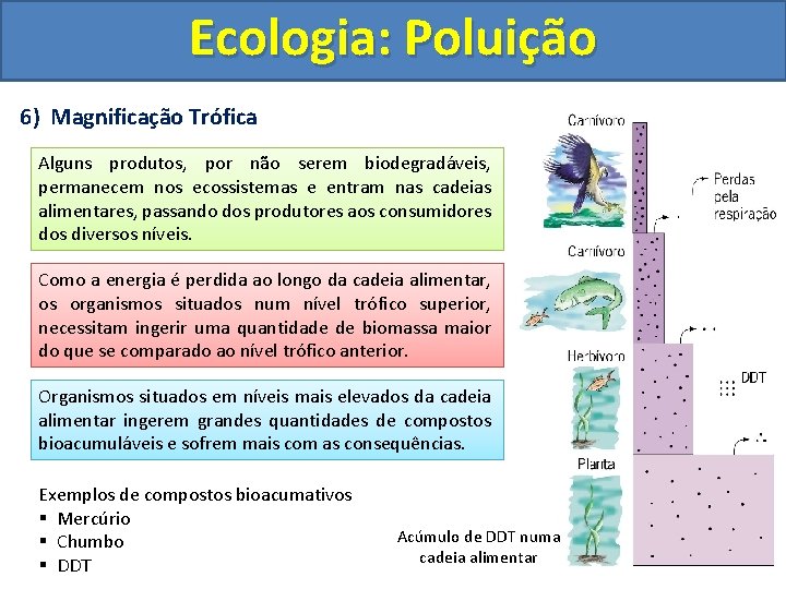 Ecologia: Poluição 6) Magnificação Trófica Alguns produtos, por não serem biodegradáveis, permanecem nos ecossistemas