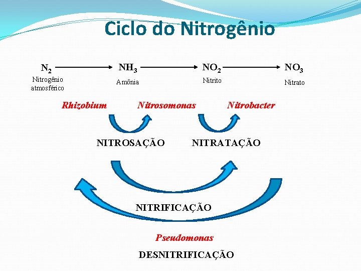 Ciclo do Nitrogênio N 2 NH 3 NO 2 NO 3 Nitrogênio atmosférico Amônia