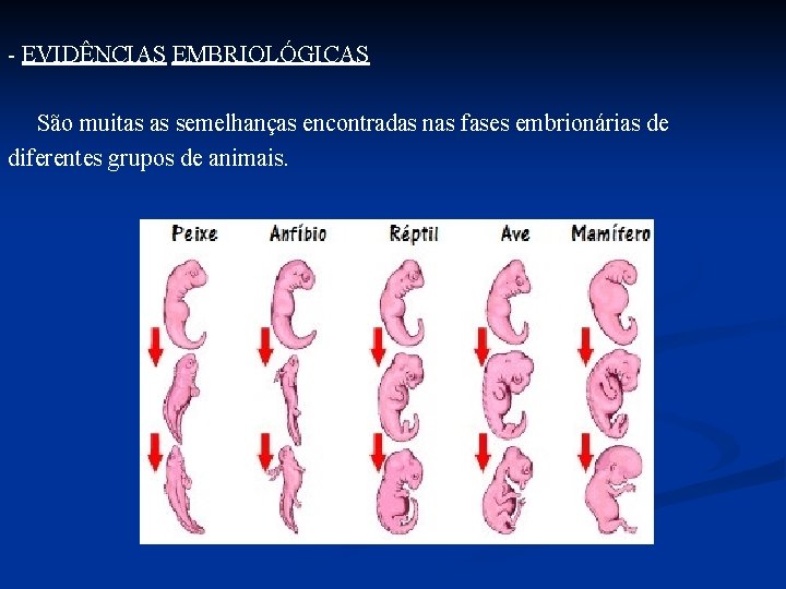 - EVIDÊNCIAS EMBRIOLÓGICAS São muitas as semelhanças encontradas nas fases embrionárias de diferentes grupos
