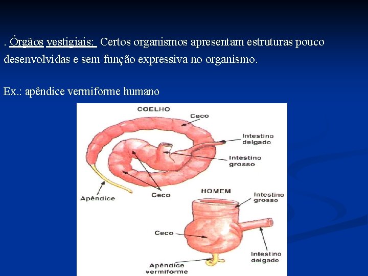 . Órgãos vestigiais: Certos organismos apresentam estruturas pouco desenvolvidas e sem função expressiva no