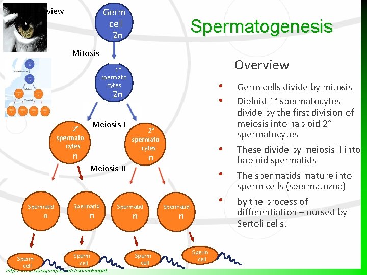 Meiosis review Germ cell Spermatogenesis 2 n Mitosis Overview 1° spermato cytes • •
