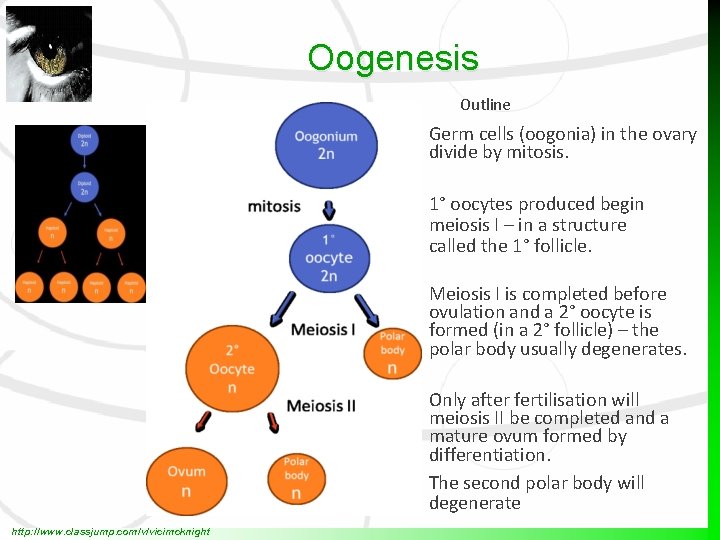 Oogenesis Outline Germ cells (oogonia) in the ovary divide by mitosis. 1° oocytes produced
