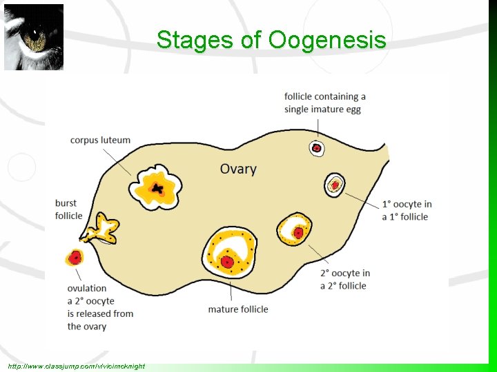 Stages of Oogenesis http: //www. classjump. com/v/vicimcknight 