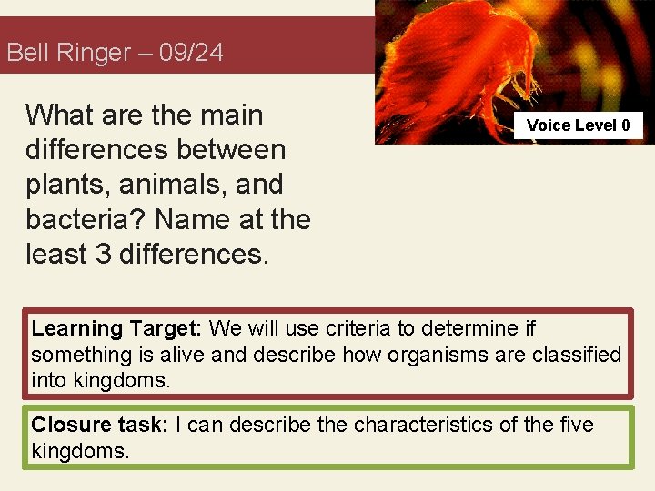 Bell Ringer 0924 What are the main differences