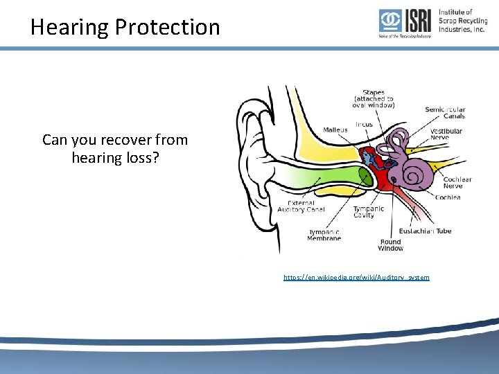 Hearing Protection Can you recover from hearing loss? https: //en. wikipedia. org/wiki/Auditory_system Hearing Protection Can you recover from hearing loss? https: //en. wikipedia. org/wiki/Auditory_system