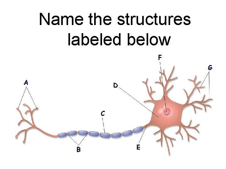 Name the structures labeled below 