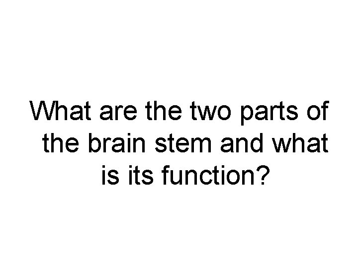 What are the two parts of the brain stem and what is its function?