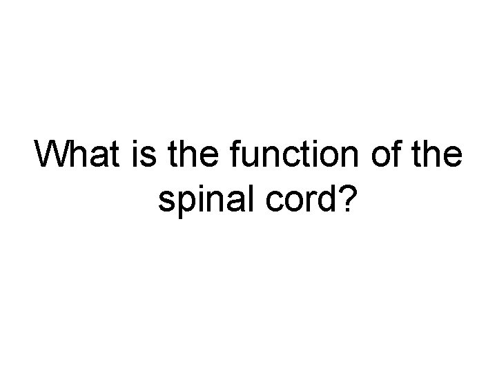 What is the function of the spinal cord? 