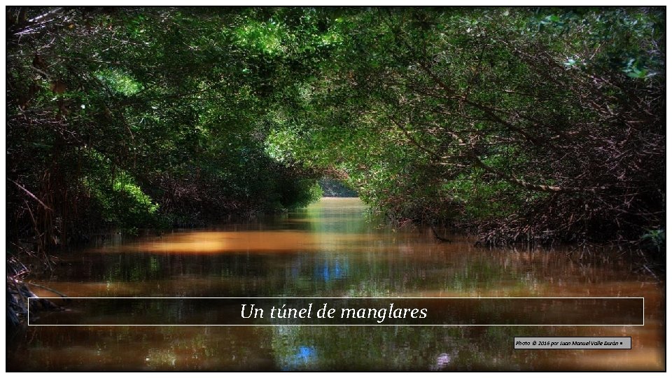 Un túnel de manglares Photo © 2016 por Juan Manuel Valle Durán • 