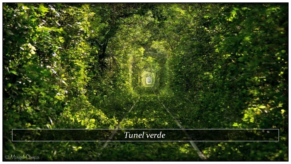 Tunel verde 