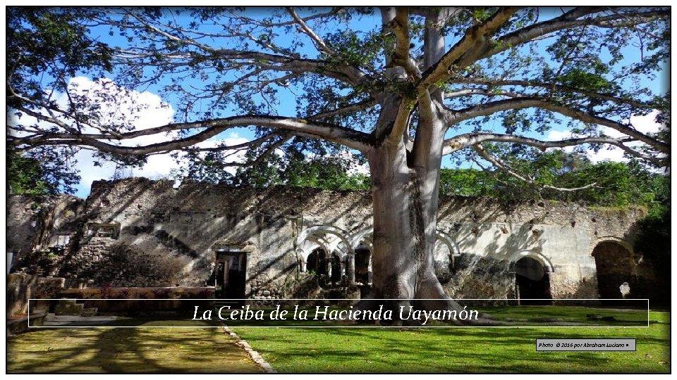 La Ceiba de la Hacienda Uayamón Photo © 2016 por Abraham Luciano • 