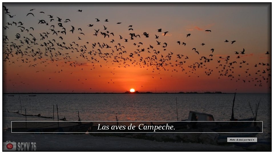 Las aves de Campeche. Photo © 2012 por Yes S • 