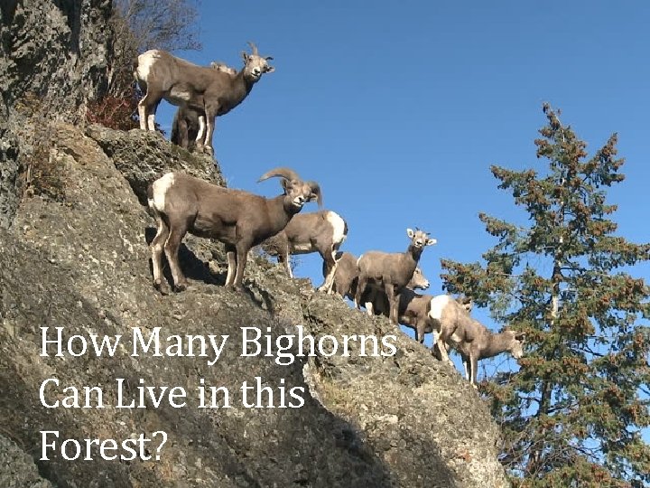 How Many Bighorns Can Live in this Forest? 