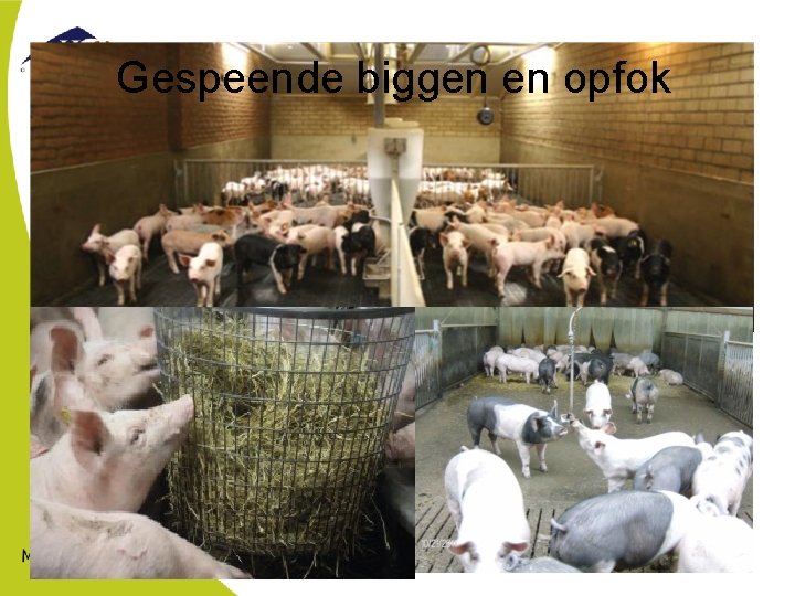 Gespeende biggen en opfok 