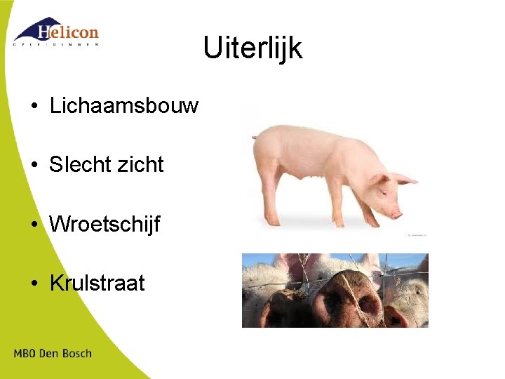 Uiterlijk • Lichaamsbouw • Slecht zicht • Wroetschijf • Krulstraat 