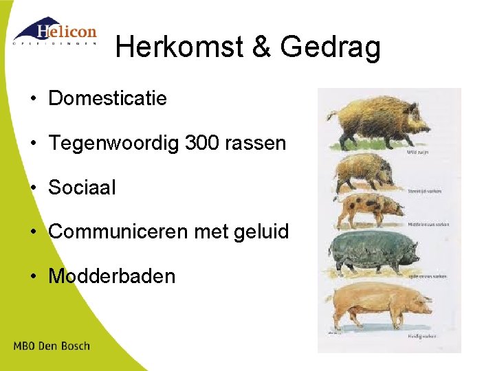 Herkomst & Gedrag • Domesticatie • Tegenwoordig 300 rassen • Sociaal • Communiceren met